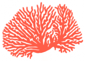 Corail dessin kitkatkunst